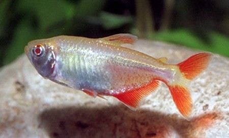 Tetra buenos aires albino